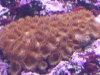 ZOAS SWAMP THING LATE (3).JPG