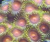 zoanthids 040 - Copy.JPG