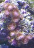 zoanthids 034.JPG