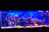 show tank 1.jpg
