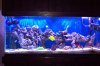 show tank 2.jpg