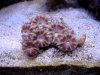 acans 10-17-09 002r.JPG