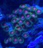 zoanthids 078.JPG