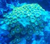 zoanthids 074.jpg