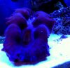 clam glow.jpg