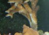 coral##.jpg
