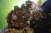 zoas close daylight.JPG
