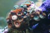 zoas sick close actinics.JPG
