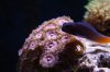 bicolor_blenny_zoas.jpg