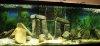brackish full tank.JPG