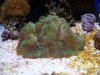 green coral.jpg