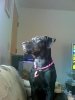laela as a puppy.jpg