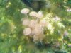 polyps.jpg