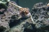 Zoa new 75.JPG