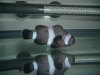Clownfish 002a.JPG
