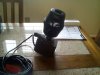 magdrive 9.5 pump.jpg