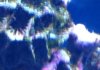 bubble2.JPG