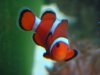 Jan-28-2009_0350a.jpg
