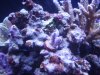 DSCF1806a.JPG
