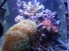 DSCF1808a.JPG