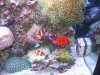 DSCF1811a.JPG