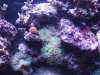 DSCF1816a.JPG
