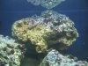 Coral dying 001.JPG