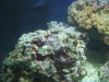Coral dying 002.JPG