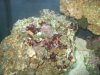 Coral dying 003.JPG