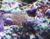 Coral.jpg