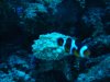 Fish tank 014.jpg
