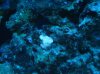 Fish tank 020.jpg