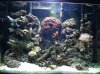Fish tank 028.jpg