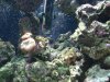 Fish tank 033.jpg