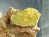 solid yellow monti resize.JPG