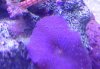 mushroom.jpg