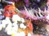 krill 1.JPG