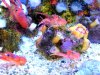 krill 3.JPG