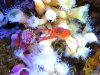 krill 4.JPG