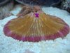 plate coral 12-29-09.JPG