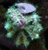 dsc00052a.jpg
