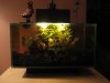 fluval edge 010.jpg
