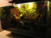 fluval edge 011.jpg