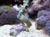 goby.jpg