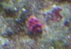 id this 2.JPG