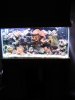 fish tank 1-12-09 010.jpg