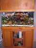 fish tank 1-12-09 011.jpg