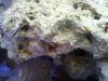 hitchhikercoral2.jpg