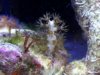 22018d1259887617-hitchhiker-coral-id-help-please-1004091909_0001.jpg