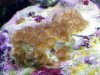 22019d1259887617-hitchhiker-coral-id-help-please-1129091851b_0001_0001.jpg